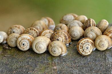 被砍前兆？亚马逊云游戏Luna遭到重大裁员